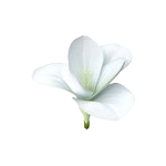 Freesia