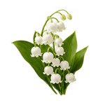 Lily of the Valley